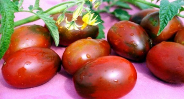 Popis odrůdy černých švestkových rajčat, její vlastnosti