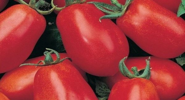 Popis kancelářské romantiky odrůdy rajčat, vlastnosti pěstování a péče