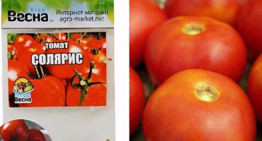 Popis odrůdy rajčat solaris, vlastnosti pěstování