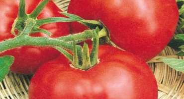 Popis odrůdy rajčat sonata nk f1, její vlastnosti a výnos