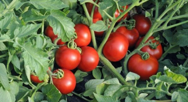 Popis odrůdy rajčatové stanice, vlastnosti pěstování a péče