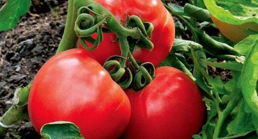 Popis odrůdy rajčatového stresu a jejích charakteristik