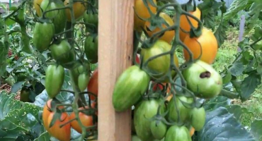 Popis odrůdy rajčat stydlivý ruměnec, vlastnosti pěstování a péče