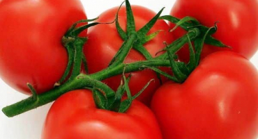 Popis subarktické odrůdy rajčat, její vlastnosti a pěstování