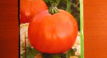 Popis odrůdy rajčatové kabelky a jejích vlastností