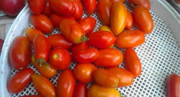 Popis odrůdy rajčat superbanana a její vlastnosti