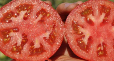 Popis odrůdy rajčat supernova a jejích vlastností