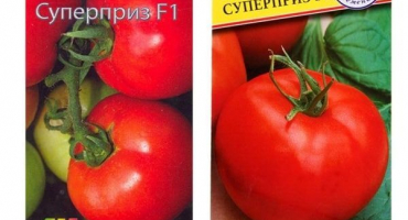 Popis superceněné odrůdy rajčat a jejích vlastností