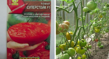 Popis odrůdy rajčat super steak a její výnos a pěstování