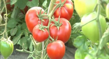 Popis sušení odrůd rajčat, jeho vlastnosti a pěstování