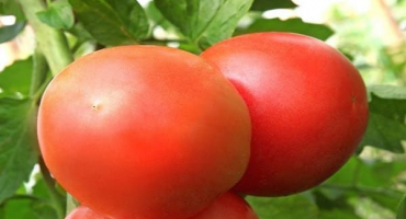 Popis odrůdy rajčat swat f1, její vlastnosti a výnos