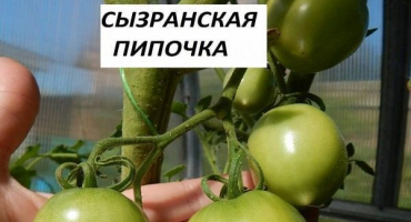 Popis odrůdy rajčat syzran pipochka, pěstování a péče