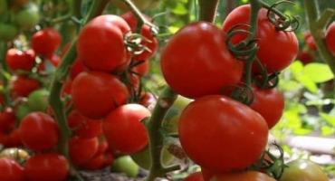 Popis odrůdy rajčat tyler, její vlastnosti a produktivita