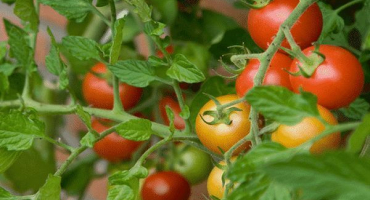 Popis odrůdy rajčat talalikhin a jejích vlastností