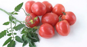 Popis maskota odrůdy rajčat, vlastnosti pěstování a péče