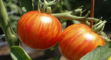 Popis odrůdy tygřích rajčat, její vlastnosti