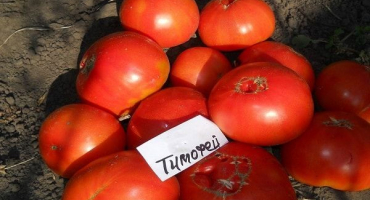 Popis odrůdy rajčat timofey, její vlastnosti a produktivita