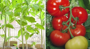 Popis odrůdy rajčat titanic a jejích charakteristik