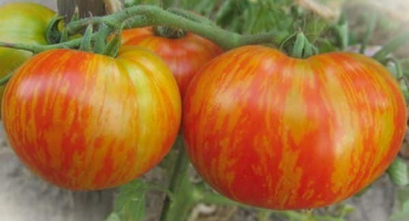 Popis odrůdy rajče tlustý člun a jeho vlastnosti