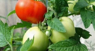 Popis tučného souseda odrůdy rajčat, její vlastnosti a produktivita