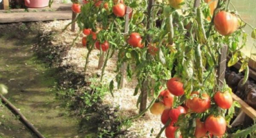 Popis odrůdy rajčat tomsk a její vlastnosti
