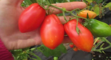 Popis odrůdy trans new rajčat, její vlastnosti a výnos