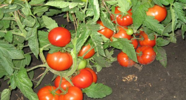 Popis odrůdy rajčat tří sester a její výnos