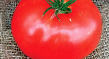 Popis odrůdy rajčat eso, pěstování a péče