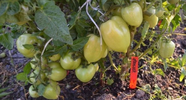 Popis nápadníka odrůdy rajčat a její vlastnosti