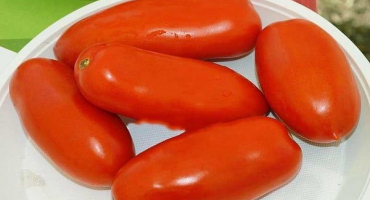 Popis kultivaru rajčete ulisse, vlastnosti pěstování a péče