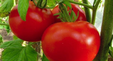 Popis měnové odrůdy rajčat a jejích charakteristik