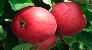 Popis odrůdy rajčat vano, její vlastnosti a produktivita