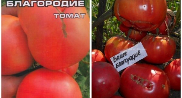 Popis odrůdy rajčat vaše šlechta, vlastnosti pěstování a péče