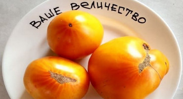 Popis odrůdy rajčat vaše veličenstvo, vlastnosti pěstování a péče