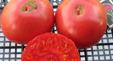 Popis odrůdy rajčat vasilina, její vlastnosti a pěstování