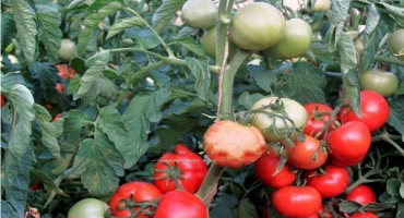 Popis odrůdy rajčat biggie a její vlastnosti