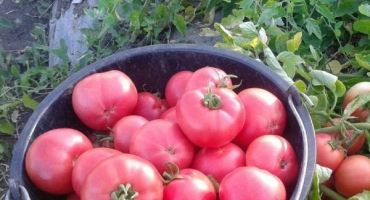 Popis odrůdy rajčat rumělka, její vlastnosti a produktivita