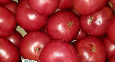 Popis odrůdy rajčat verner, její vlastnosti a výnos