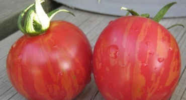 Popis odrůdy vernisáže rajčat, vlastnosti pěstování a péče