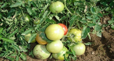 Popis odrůdy rajčat viking, vlastnosti pěstování a péče