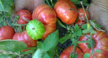 Popis odrůdy vinné révy rajčat, její vlastnosti a produktivita