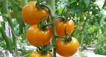 Popis magické harfy odrůdy rajčat a jejích vlastností