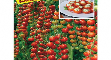 Popis magické kaskády odrůdy rajčat a jejích charakteristik