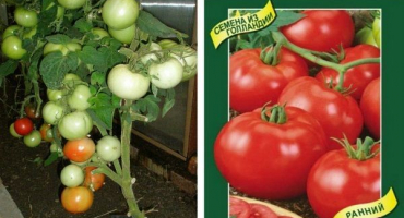 Popis odrůdy rajče wolverin a její vlastnosti