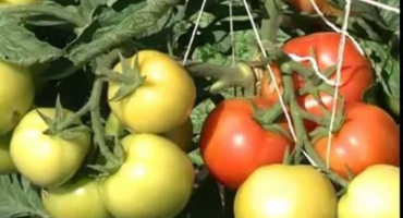 Popis odrůdy rajčat sunrise, její vlastnosti a pěstování