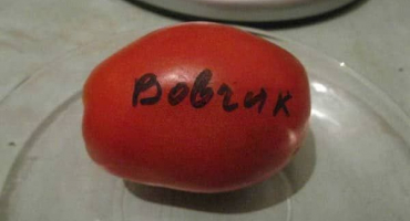 Popis odrůdy rajčat vovchik, vlastnosti pěstování a produktivita