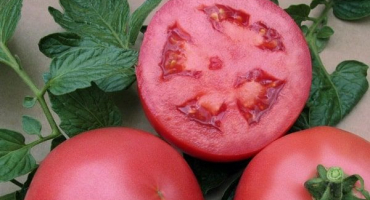 Popis odrůdy rajčat vp 1 f1, doporučení pro pěstování a péči