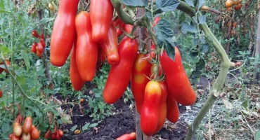 Popis rozmanitosti rajčatové zábavy a jejích charakteristik