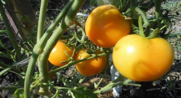 Popis odrůdy rajčat nula, její vlastnosti a výnos