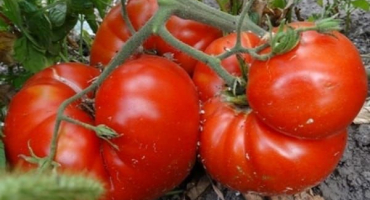Popis tepla odrůdy rajčete, vlastností pěstování a výnosu